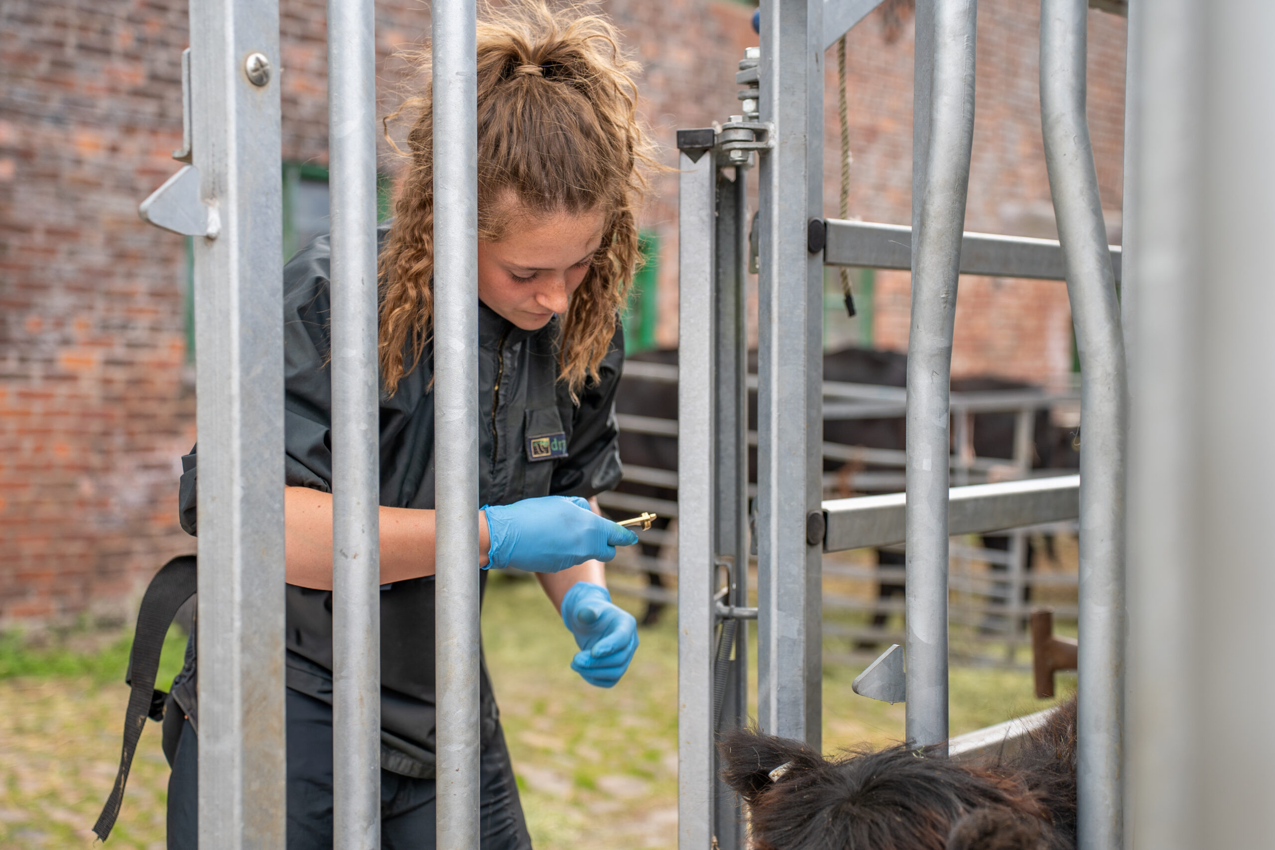 Willows Farm Vets 2025-05 (HQ Print) 106