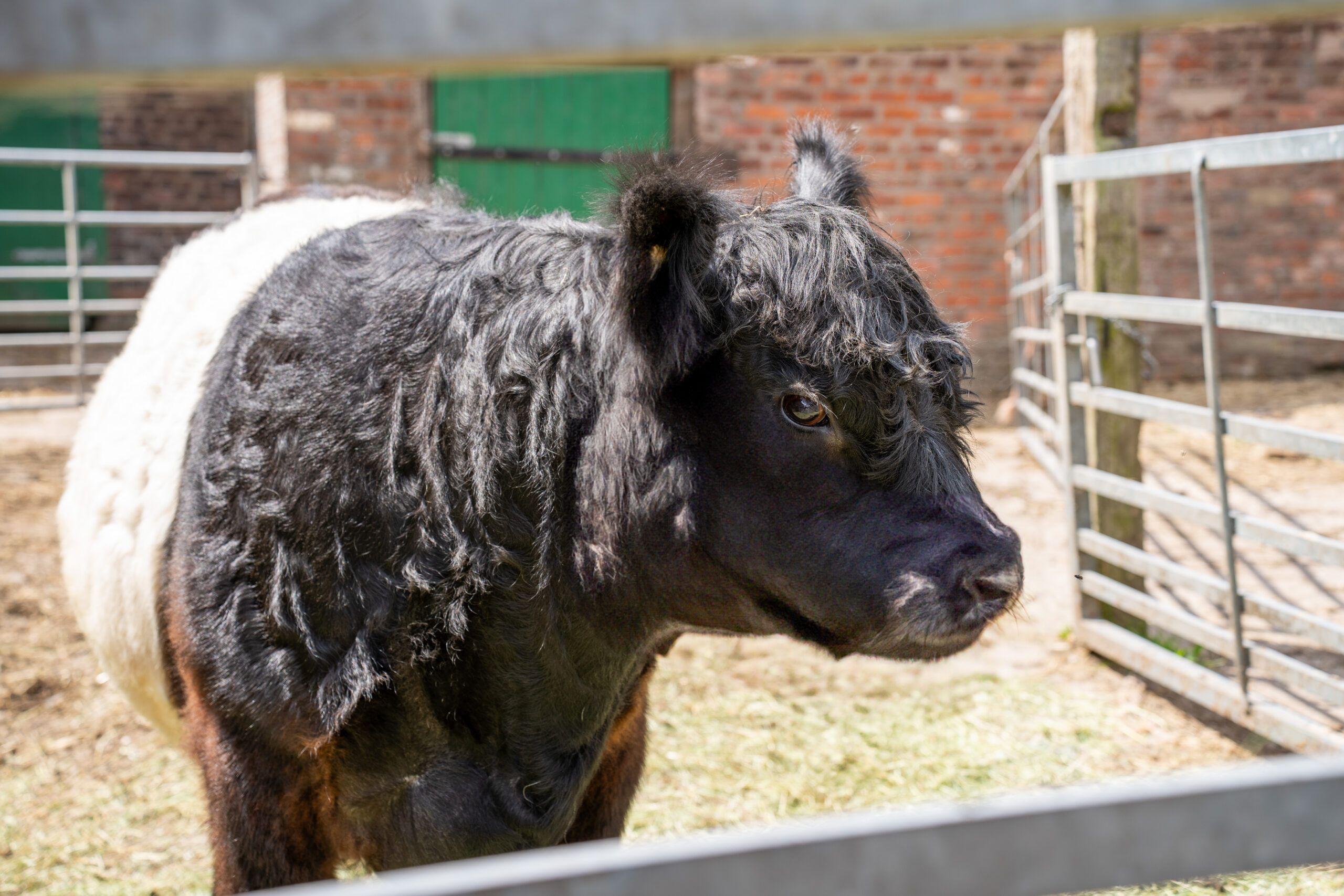 Willows Farm Vets 2025-05 (HQ Print) 119