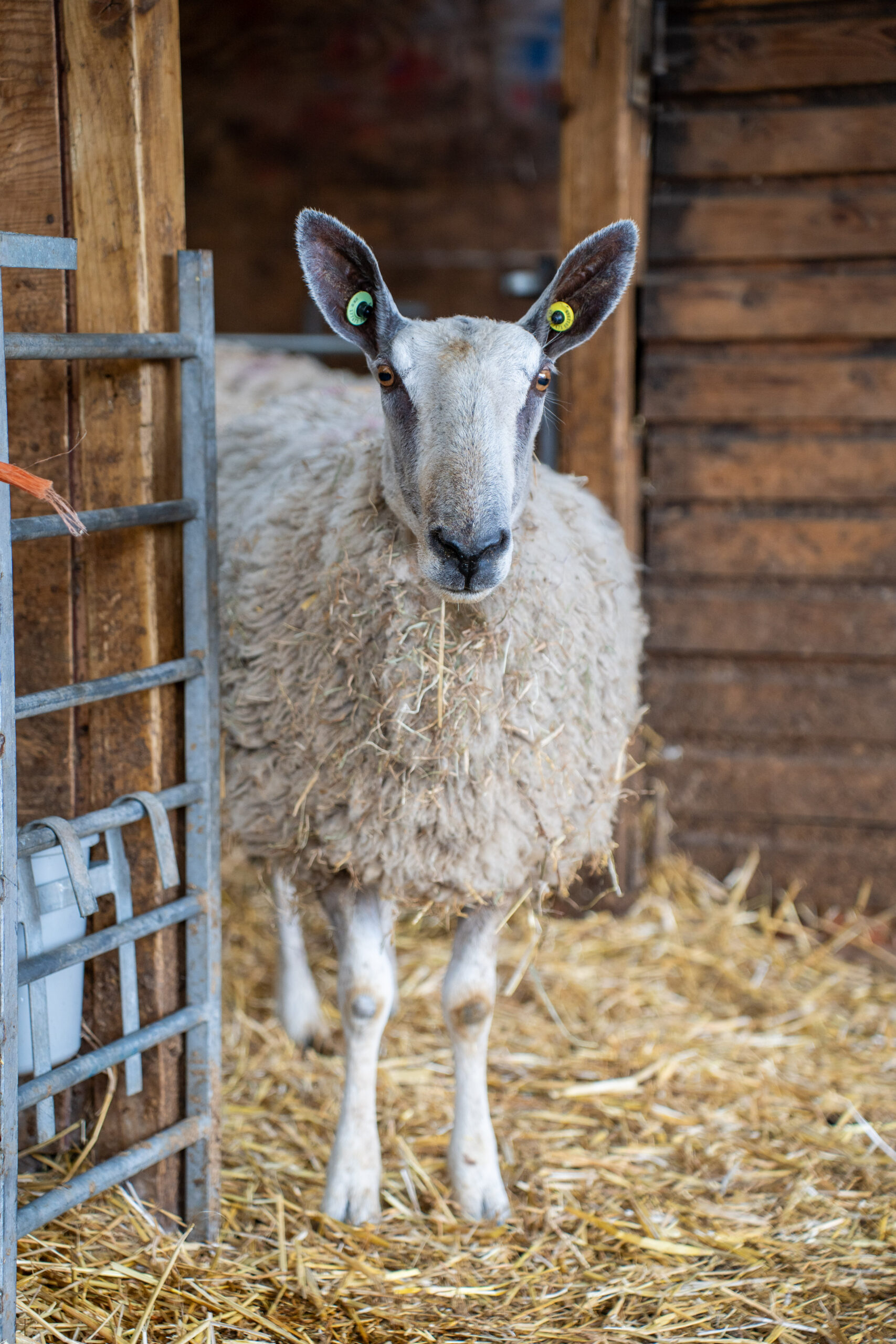 Willows Farm Vets 2025-05 (HQ Print) 171