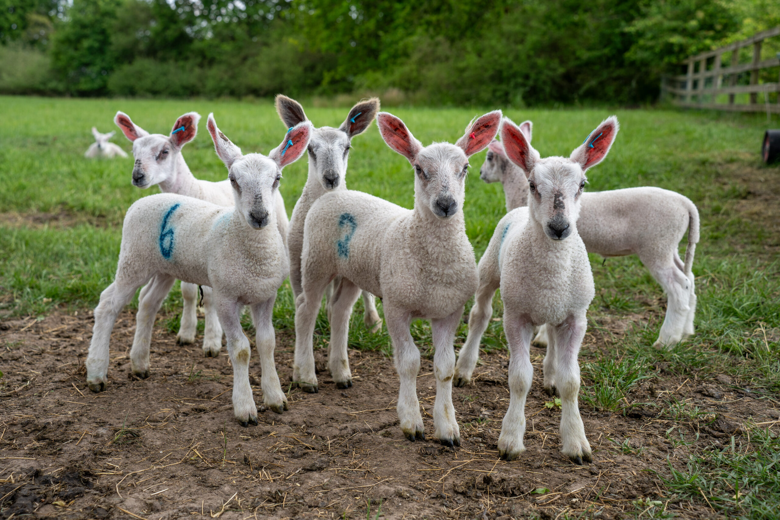 Willows Farm Vets 2025-05 (HQ Print) 188
