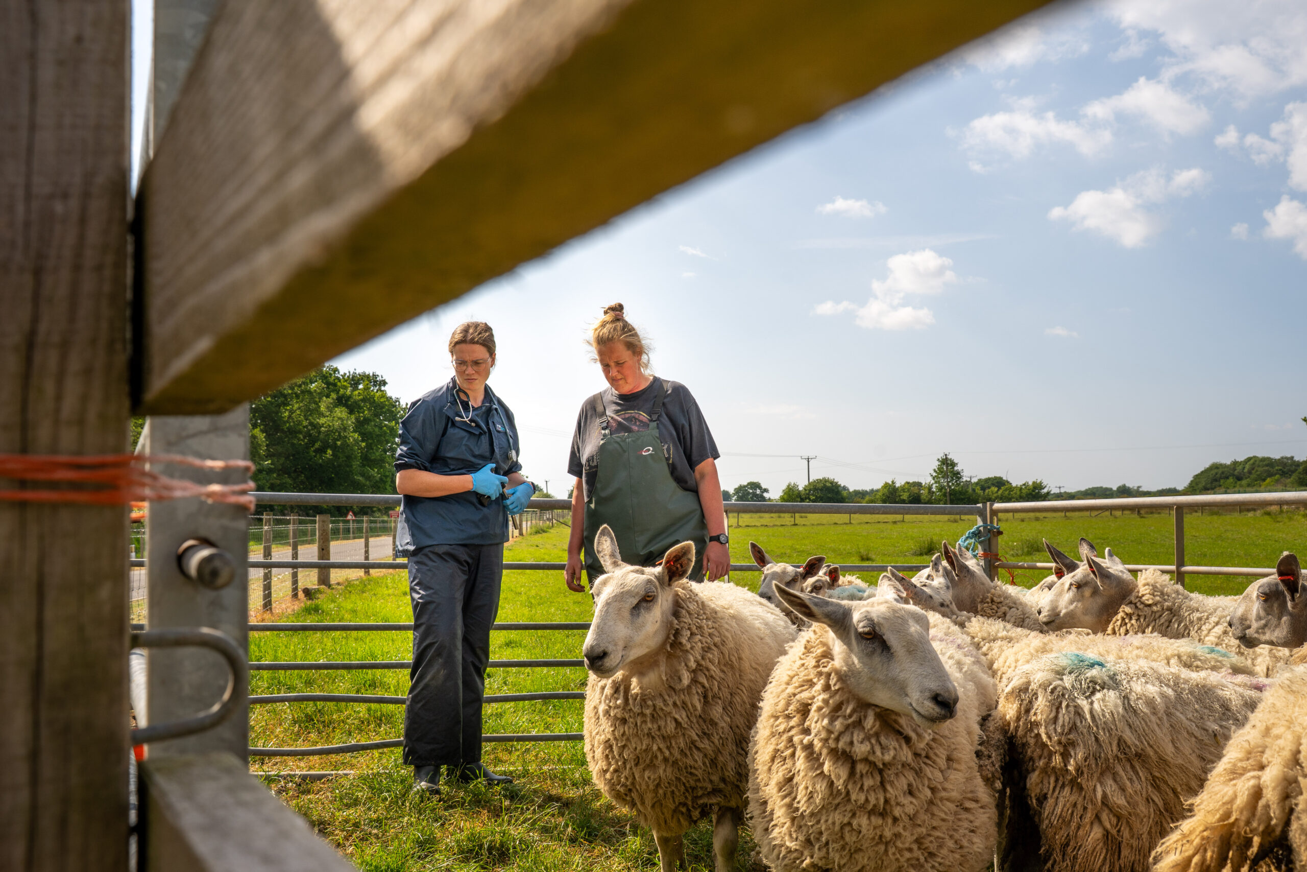 Willows Farm Vets 2025-05 (HQ Print) 194